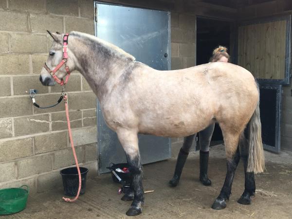 Yorkshire Equine Livery