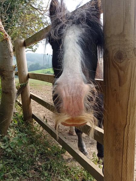 Wellow Horse Livery Centre