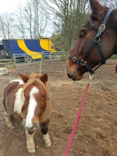 Woodside Riding School