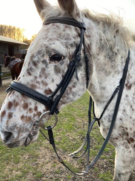 Lacys Cottage Riding School