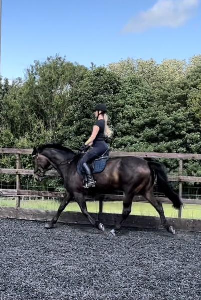 Lyndsey Adamson Equine