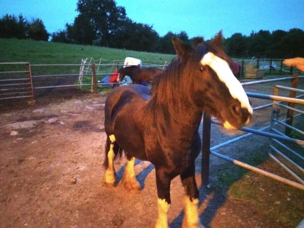 Broad View Riding School
