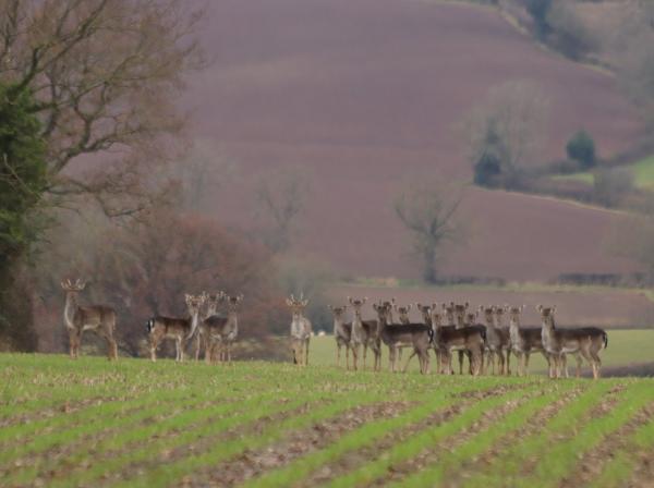 Park Farm Risley