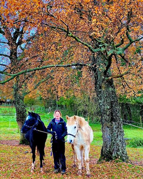 Bushes Equestrian Centre in Dorset