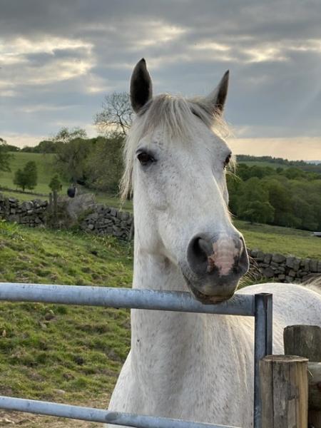 Padwick Farm Grazing