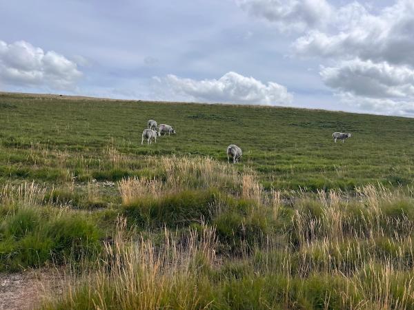 Cholwell Riding Stables.