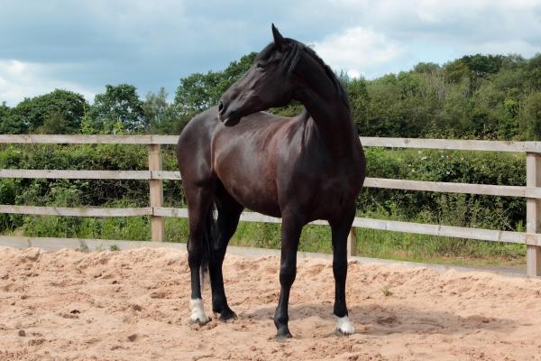 Telford Equestrian Centre