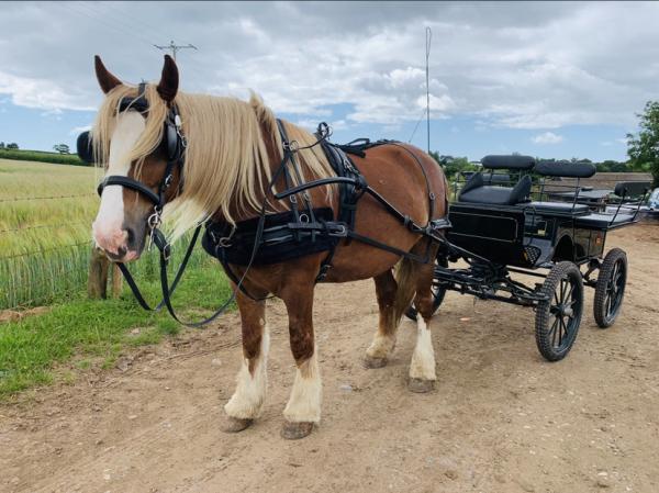 Cobs & Carriages.