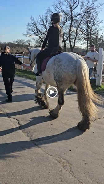 Shedfield Riding School