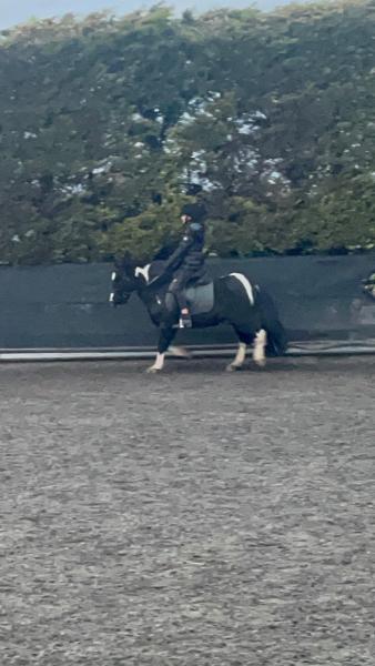 Rye Street Farm Equestrian Centre