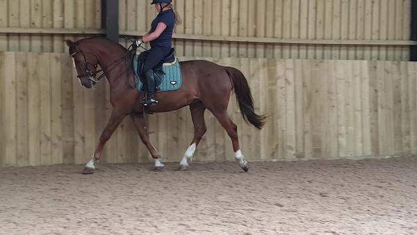 Coldblow Equestrian Centre