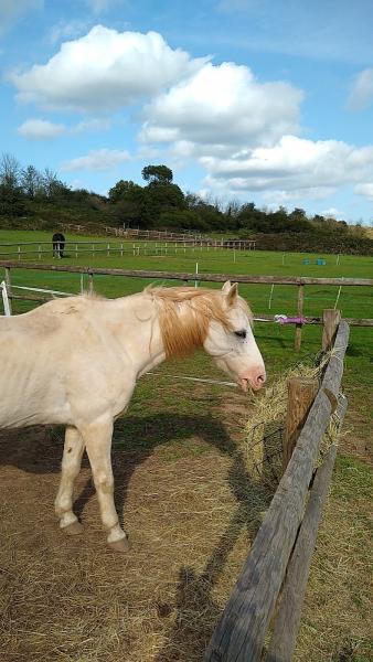 Cottage Riding Stables