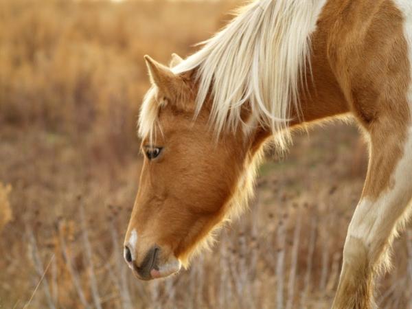 Park Foot Pony Trekking Centre