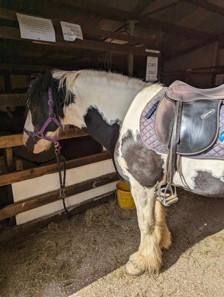 Park Foot Pony Trekking Centre