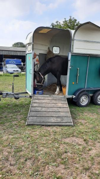 Instinctive Horse Training