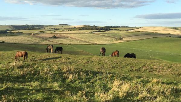 The Downs Stables Holidays