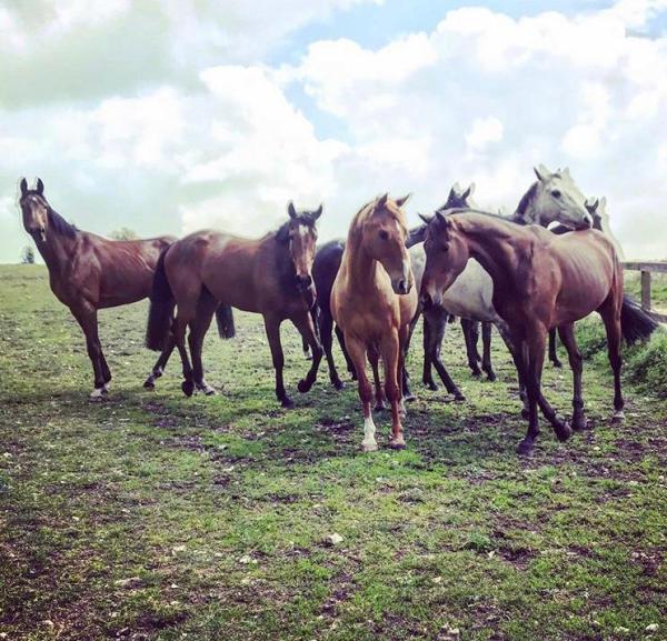 The Downs Stables Holidays