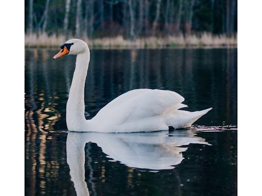 Yoga In the New Forest