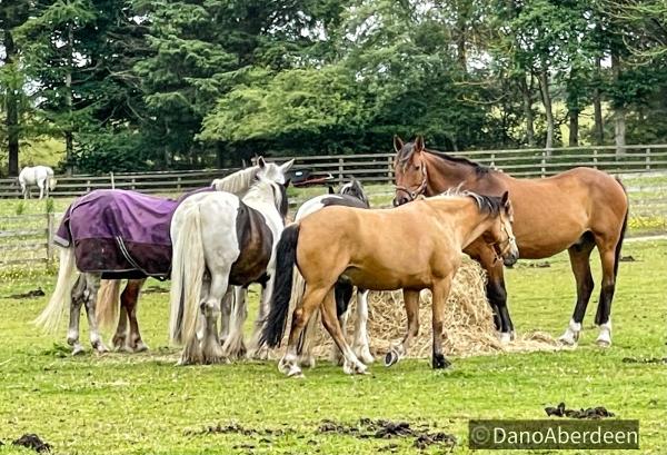 Ladymire Equestrian Centre