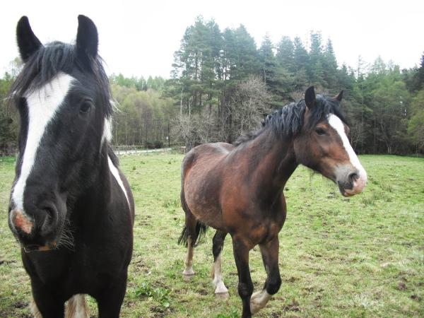 Marchburn Stables