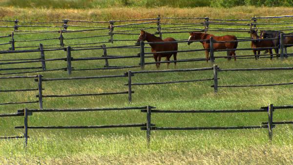 Turpins Lodge Riding School