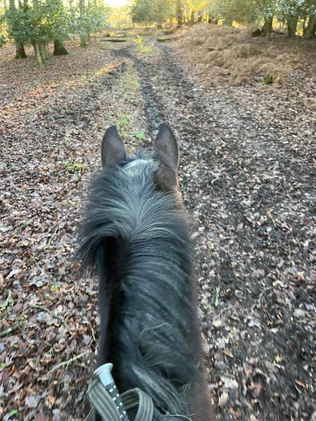 The Croft Equestrian Centre