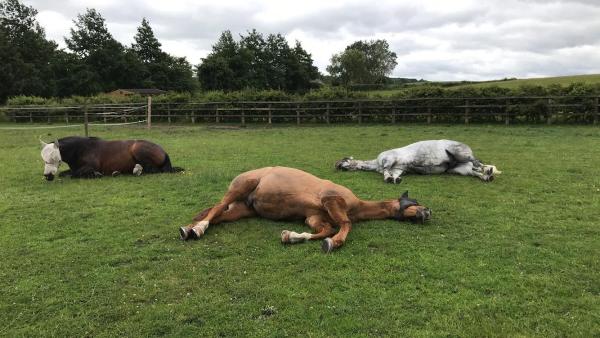 East Wing Stables