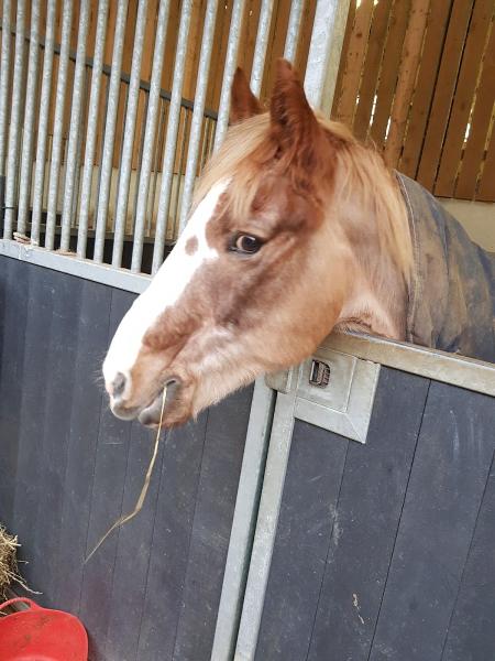 Hill Farm Riding Centre