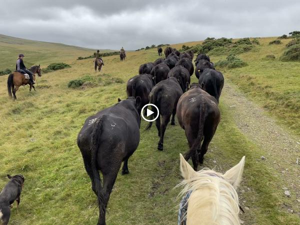 Dartmoor Riding Holidays