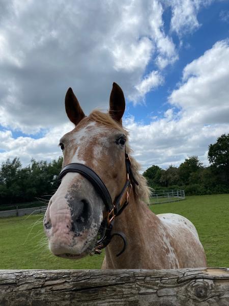 Littlefield Riding Stables