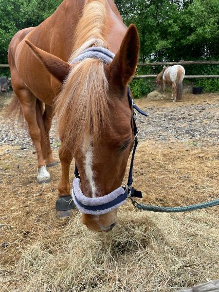 Littlefield Riding Stables