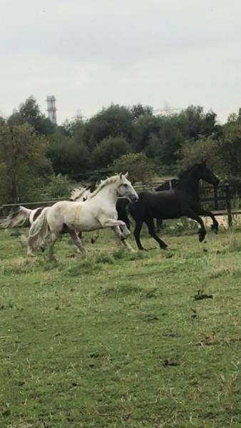 Barnfields Riding Stables