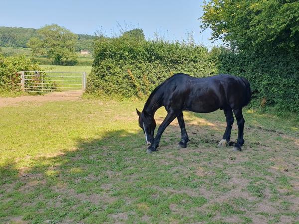 Putley Riding School