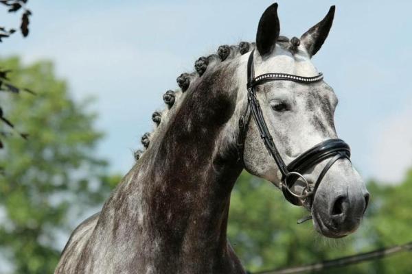 Gemsbrook Dressage