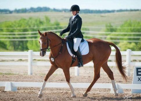 Butterlands Equestrian Centre