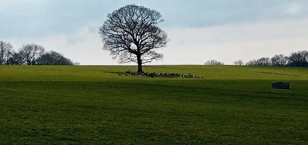 Chelwood Equestrian Training Centre