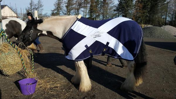 Blue Ridge Equestrian Centre