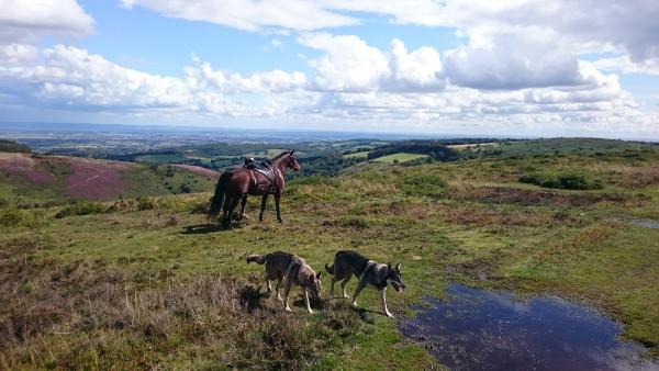 Pippsway of Natural Horsemanship