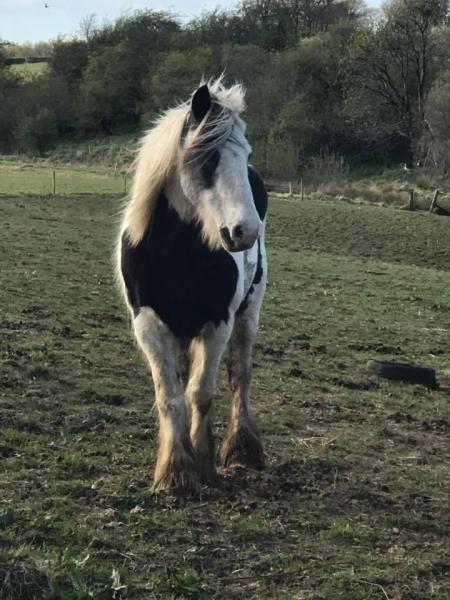 Holymoor Riding School