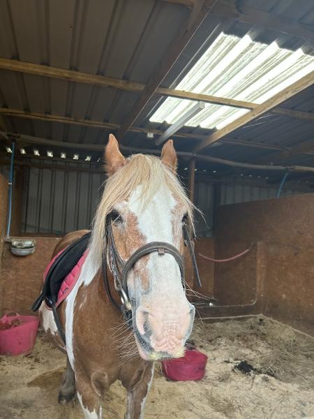 Burstow Park Riding Centre