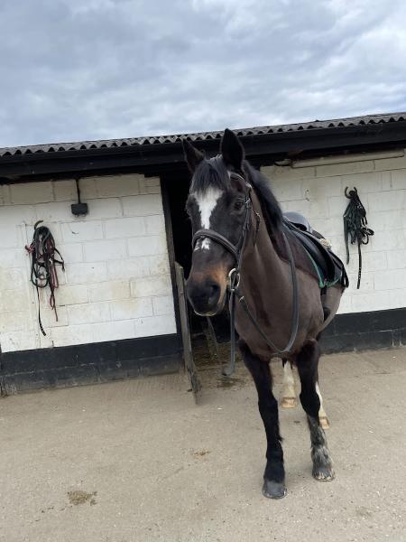 Chelmsford Equestrian Centre