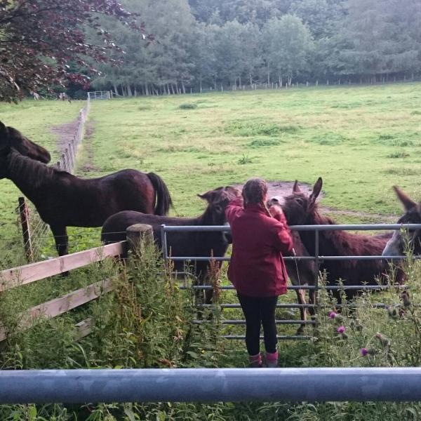 Edinburgh University Exmoor Pony Trekking