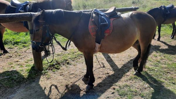 Edinburgh University Exmoor Pony Trekking