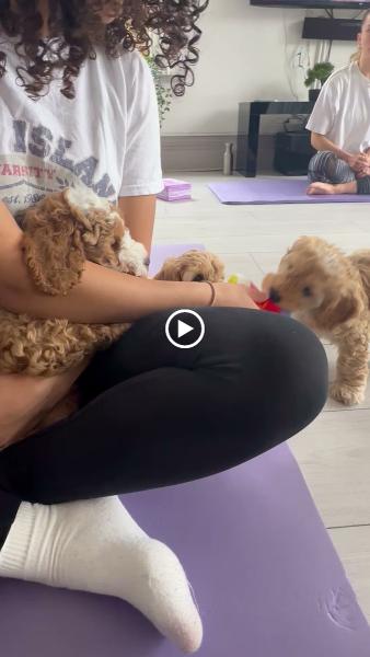 Puppy Yoga Club London