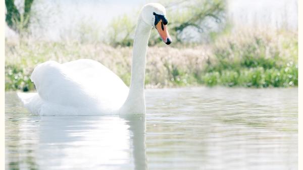Willow and Grace Yoga