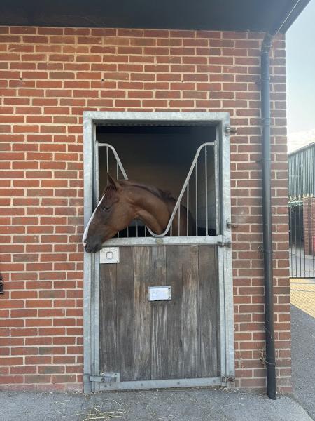 Andrew Balding (Racehorse Trainer)