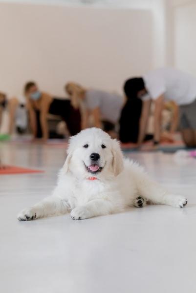 Pets Yoga
