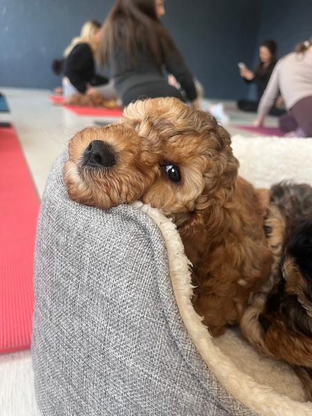 Pets Yoga