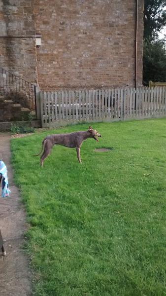 Pippa Taylor at Clattercote Stables