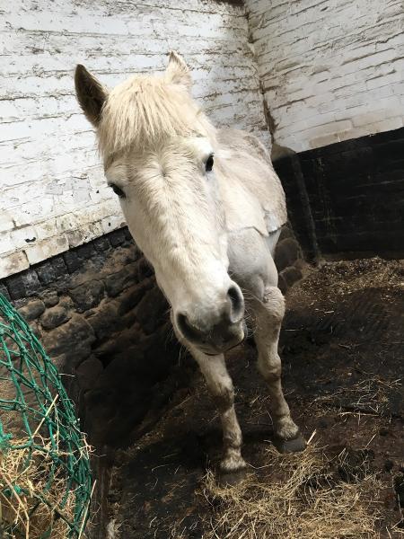 Murton Equestrian Centre